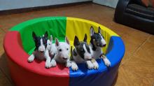 HERMOSOS CACHORROS BULL TERRIER