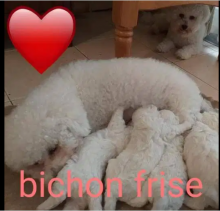 Bichon frise cachorritos