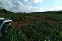 Cañete vendo terreno Agrícola